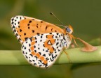 Melitaea didyma Melitaea didyma