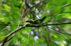 Tucano