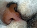 Macro micia