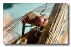 Libellula 3
