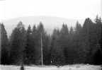 ..per favore ditemi qlc..
Mi piaceva quel tronco bianco che si stagliava sullo sfondo scuro..ma c'era una nebbia assurda quel giorno..volevo far risaltare anche lo skyline della collina dietro gli alberi ma...