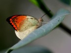 farfalla