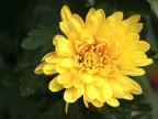 fiore giallo fiore giallo