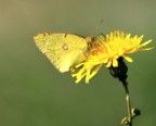 colias crocea