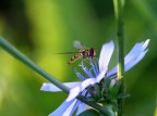 sirfide su fiore