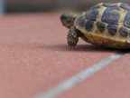 si dice ke siano lente.......ed invece sono veloci....
la mi scappava dinanzi all'obbiettivo ......forse timida?