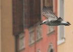 In volo su Chioggia In volo su Chioggia