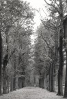 viale autunnale