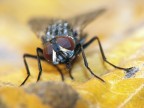 mosca