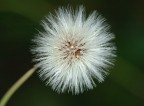 Fiore