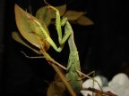 Mantide religiosa
