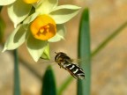 in volo
