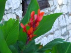 fiore rosso