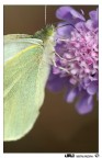 Farfalla