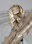 golden eyes