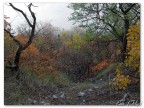 Carso autunnale