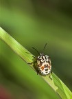 cimice?