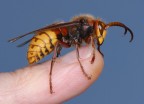 Calabrone (Vespa crabro) sul mignolo della mia mano sinistra