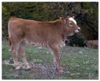 Mucca