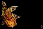 Orchid