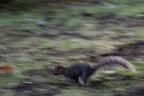Panning animale