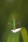 sentinella