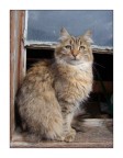 Qui  sempre lo stesso gatto. Ma la foto  a colori.