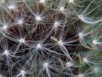 stelle...