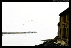 Gabbiani in bianco