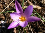 viola