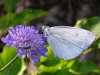 verda - viola - bianco