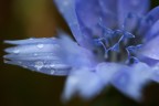 azzurro delicato