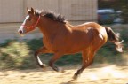 libero in maneggio
