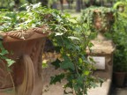 orto botanico