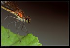 Libellula