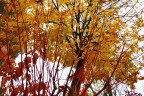 autunno in fiamme