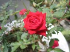 Canon PowerShot S50
