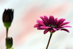 Fior Viola