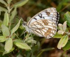 Nikon D200, 105 micro, f/25, 1/250s, ISO-200, 2 flash SB-R200 + luce naturale, mano libera