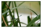 piccola libellula