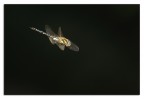 in picchiata