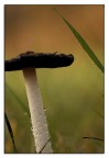 fungo