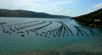 Il pianeta delle cozze
