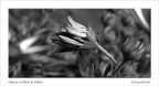 Nature in Black &amp; White...
