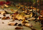Autunno a due passi