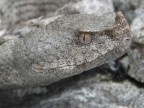 Vipera dal corno (Vipera ammodytes ruffoi)  facile notare come si mimetizza perfettamente sul sub strato