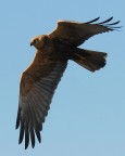 falco di palude