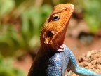 Maschio adulto di Agama agama