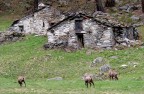 Scena alpestre