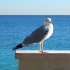 il sig livingstone